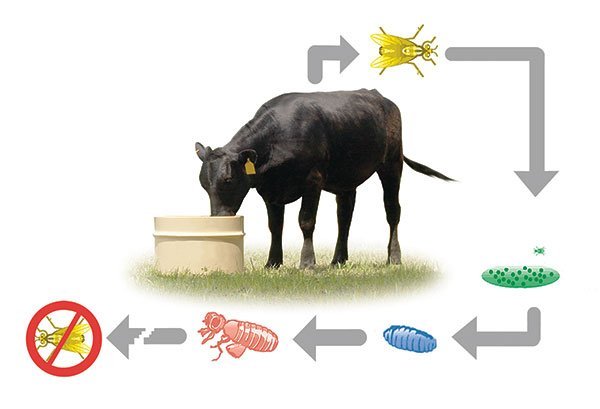 Fly control options, explained - Progressive Cattle