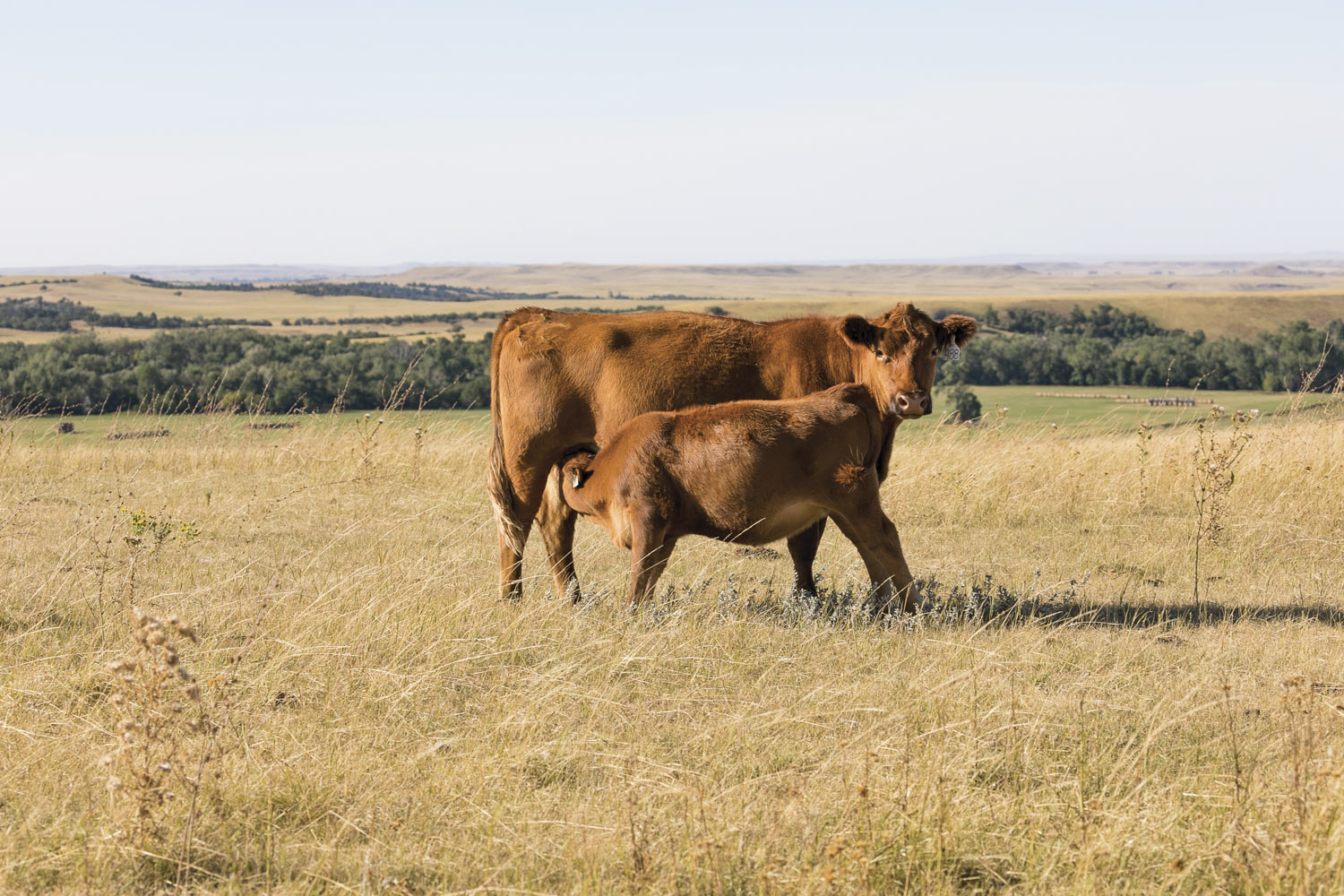 Calf-nursing-on-heifer_SD