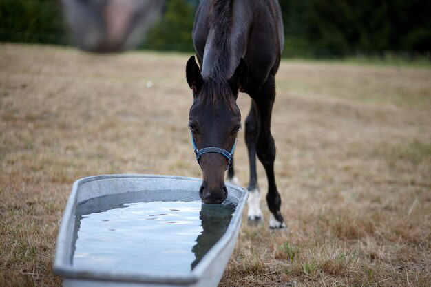 Horse_Drinking
