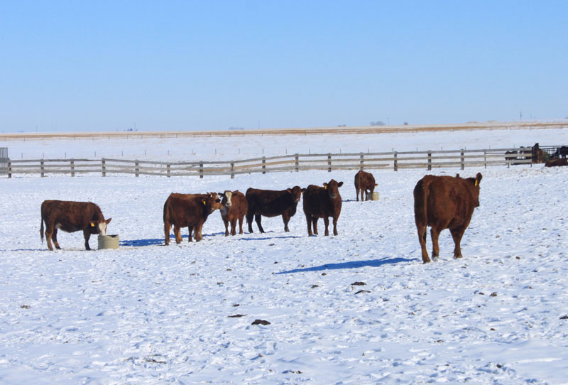 Lethbridge-RedAngus-800px