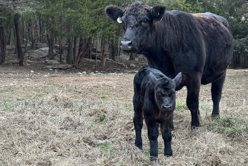 Blk-Cow-Calf-Pair_800x537