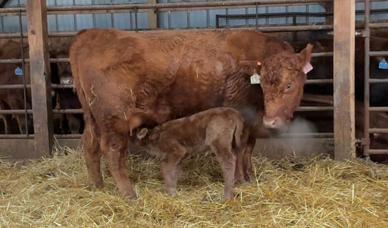 Cow_Calf1_800x470