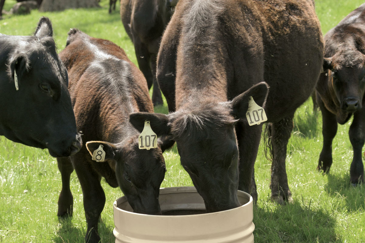 Iowa-Cattle-1200px