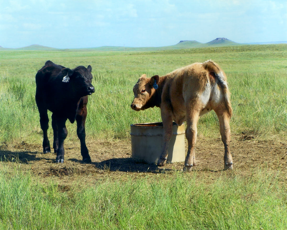 SL_TanSteel-Calves_1200px